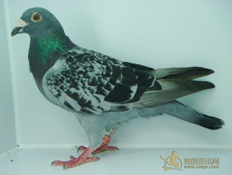 凡王路易漂亮种雌!_赛鸽资讯网商城