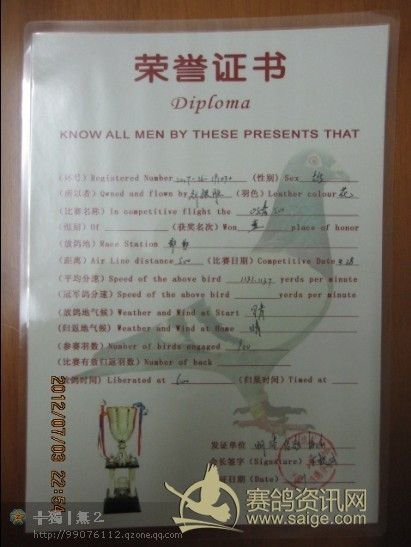 ... 公棚获奖鸽翅膀_500冠军鸽翅膀图片_季军鸽翅膀