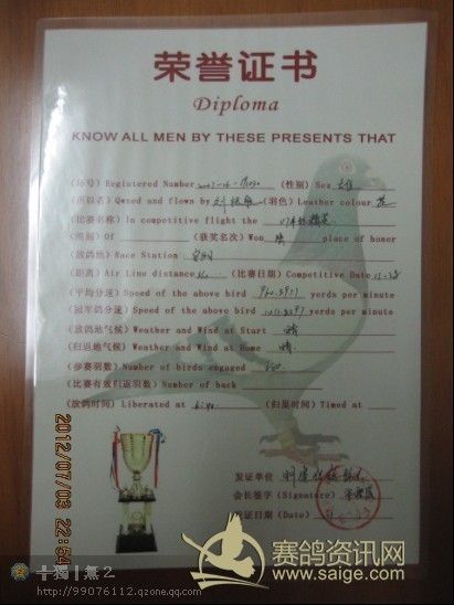 公棚获奖鸽翅膀_信鸽翅膀分几类图_高分速信鸽翅膀 ...