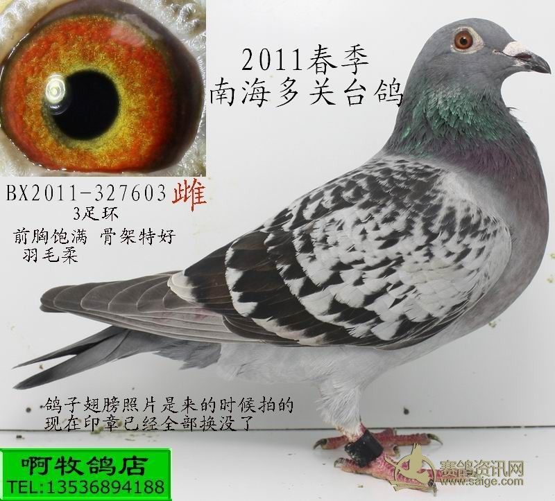 bx2011春季多关台雌3足环已经出售