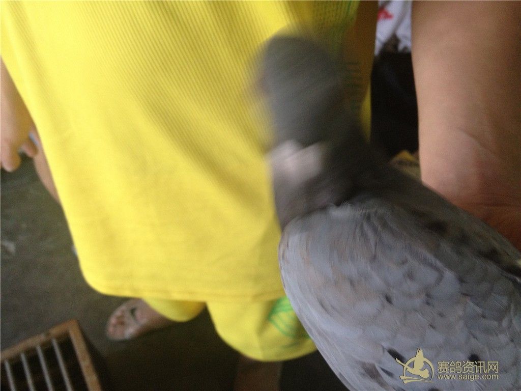 宁德站归巢验鸽过程_俱乐部动态_潮安俱乐部