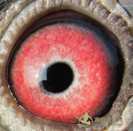 黑鸽子_赛鸽资讯网商城