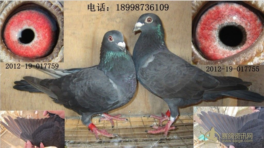 黑鸽子_赛鸽资讯网商城