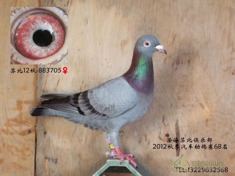 澄海苏北俱乐部 12年秋季汽车幼鸽赛 石板成绩