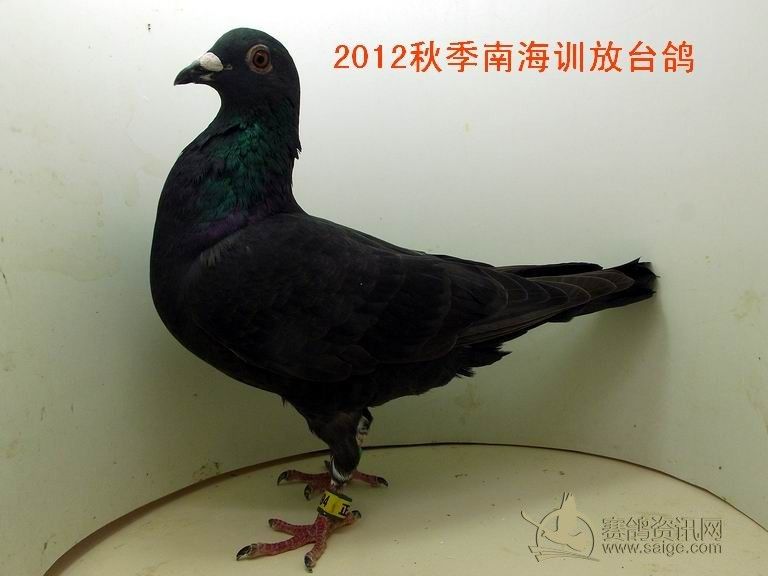 上海放汕头纯黑台鸽