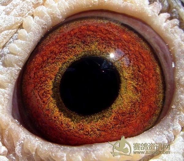 香港名家刘二章-潮州爱亚卡普公棚参赛鸽(已售