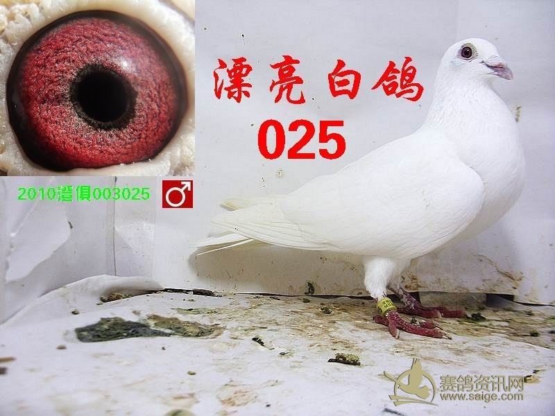 一对漂亮砂眼白鸽己售石狮