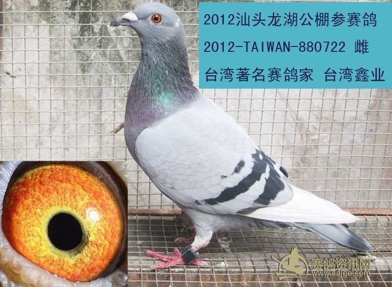 非诚勿扰 --汕头龙湖公棚:台湾鑫业已售)