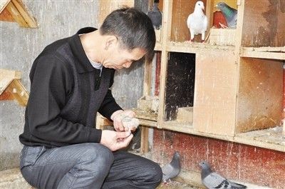 李东海:与鸽作伴20年 不为赚钱三万一只不肯卖