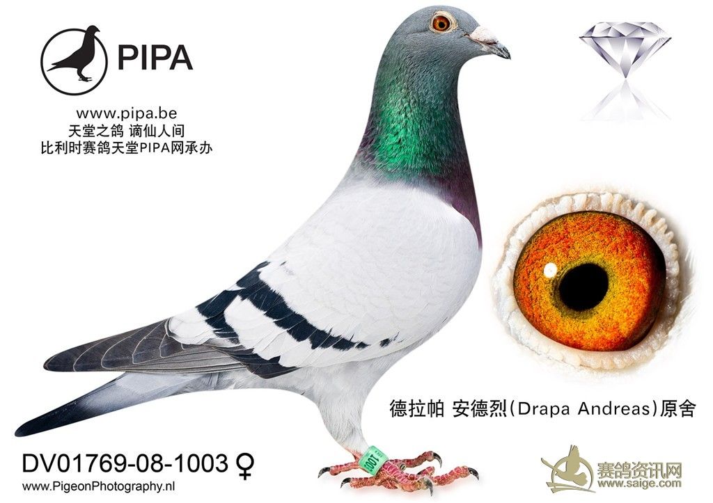19. dv01769-08-1003, 雌,德拉帕作出冠军号直女
