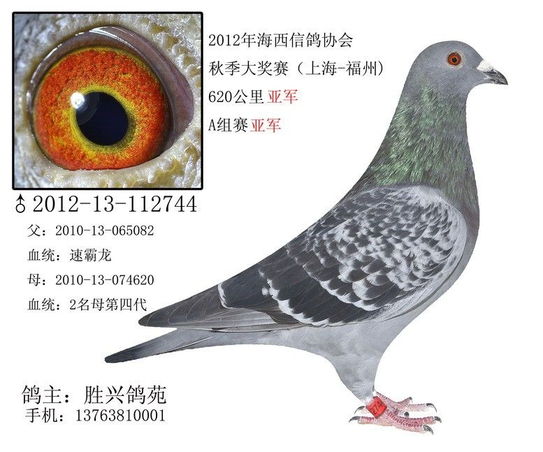 成绩鸽_铭鸽_赛鸽资讯网