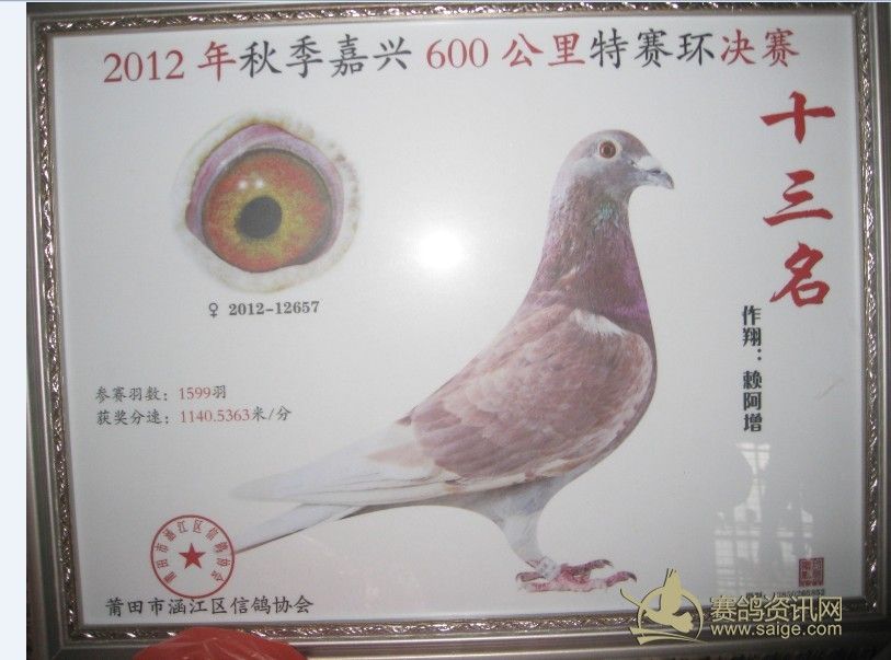 2012秋季台湾35鸽舍入赏鸽