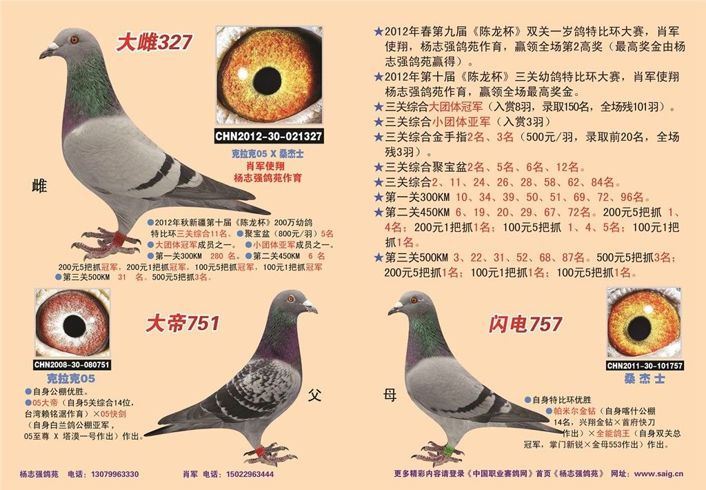 大雌327_m12_新疆杨志强鸽苑 - 赛鸽资讯网