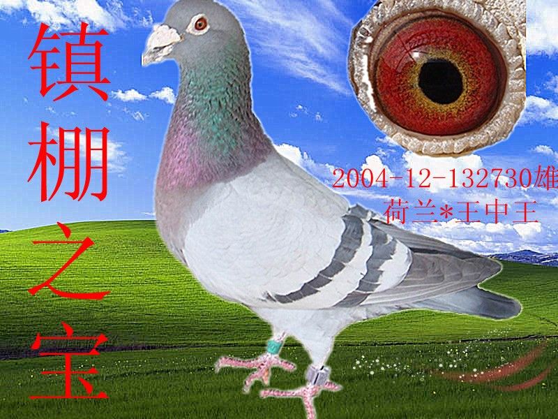 子代10年300公里亚军.11年500公里双冠军.