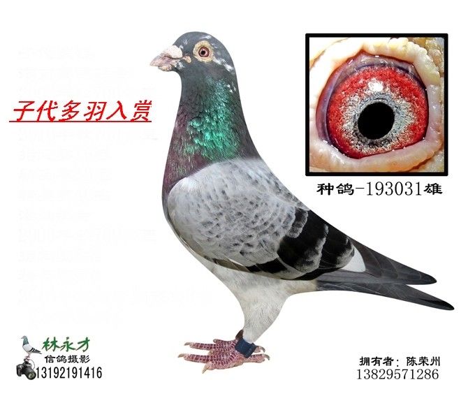 种鸽