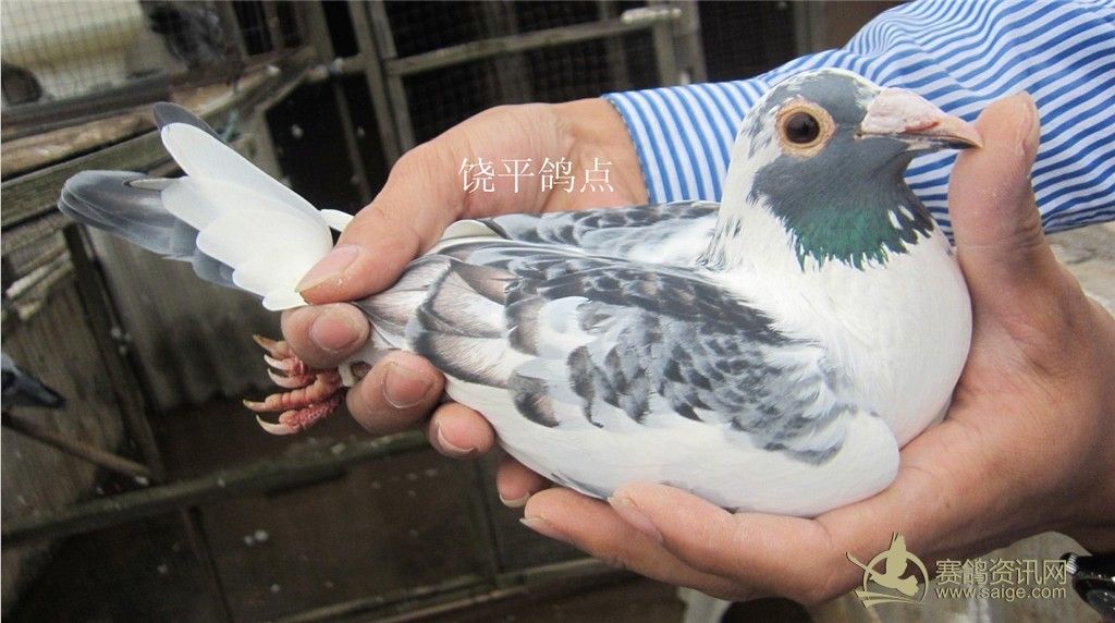 漂亮蝴蝶花_赛鸽资讯网商城