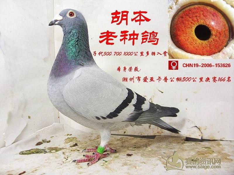 老种鸽.[胡本] [已售泉州]