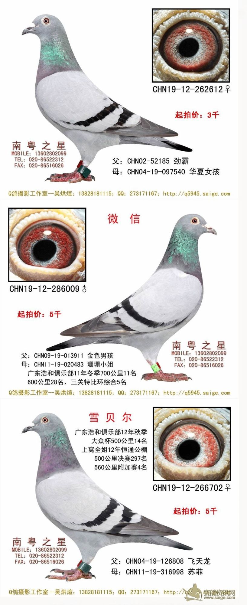 广州艺丰赛鸽俱乐部12年秋季三关赛-参考鸽主:罗剑星