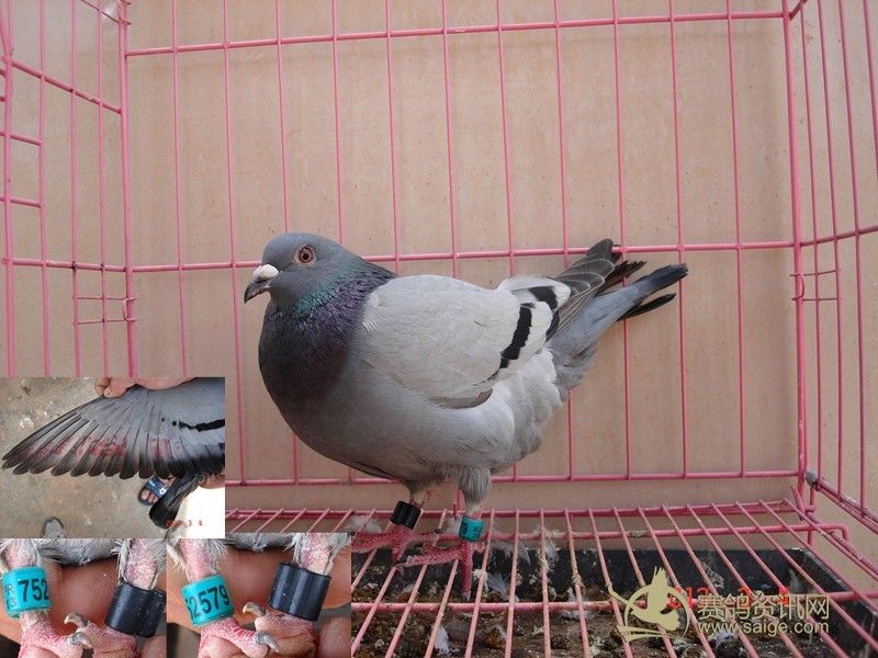南海13春台鸽 已售潮阳_赛鸽资讯网商城
