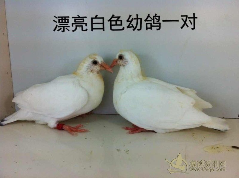 黑幼鸽白幼鸽已售