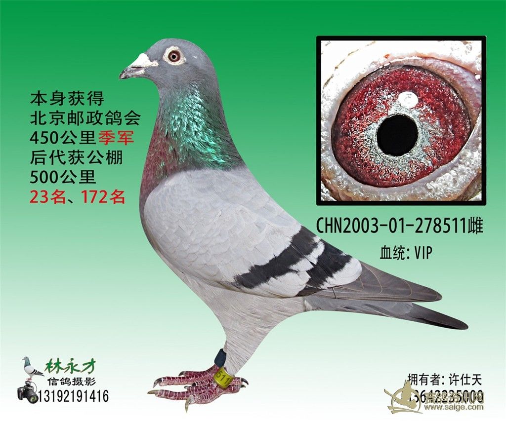 信鸽和普通鸽子的营养价值 1cbf5070-fa58-4878-b58c-9c613a237226.jpg