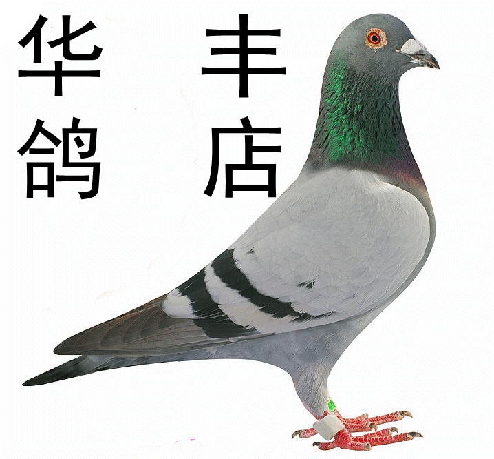 动物 鸽 鸽子 教学图示 鸟 鸟类 718_666 gif 动态图 动图