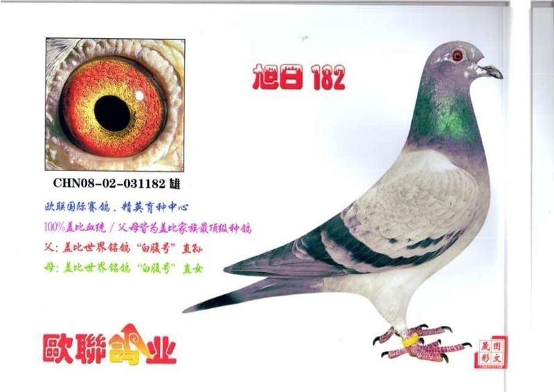 盖比白腹号近亲孙