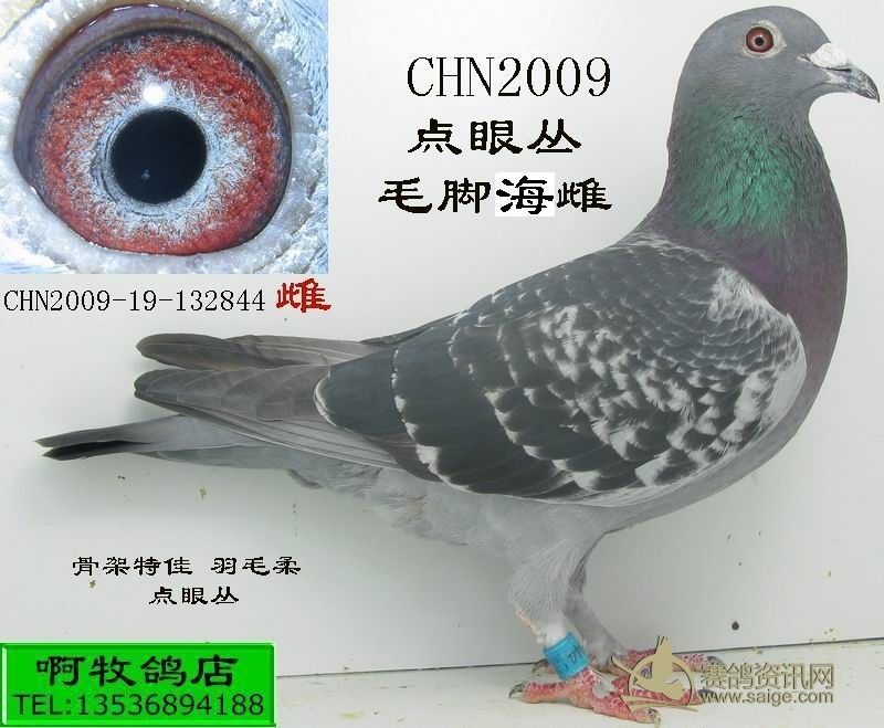 2009毛脚点眼丛海雌(已经出售)_赛鸽资讯网商城