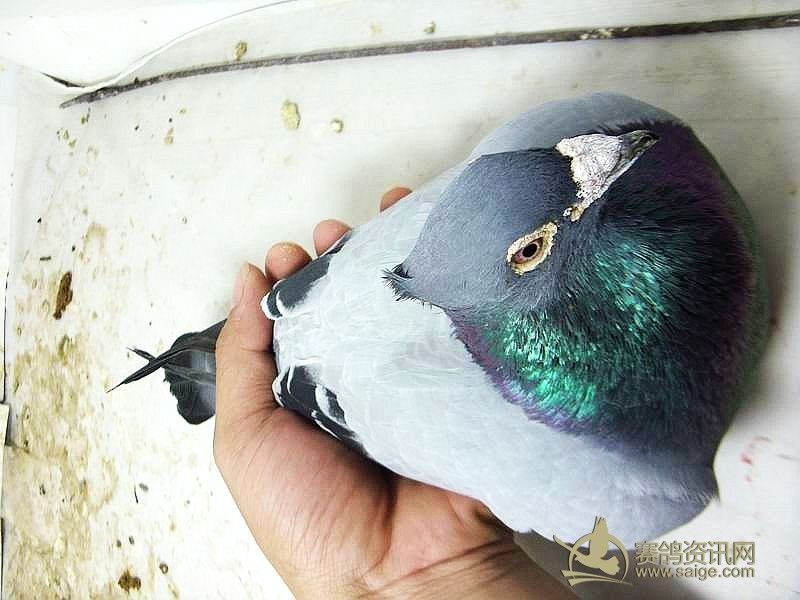 精彩网络鸽园_商品展厅_自动饮水器[鸽主好帮