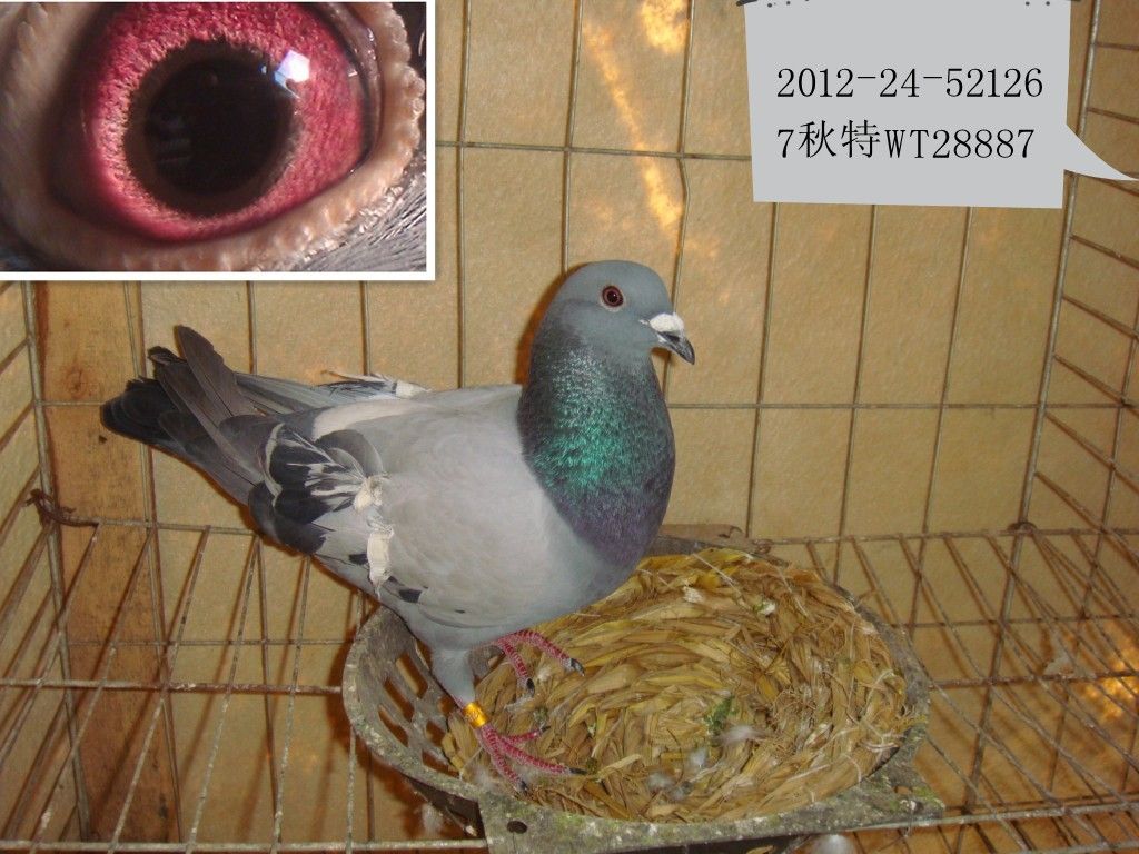 巍特_m12_巍山信鸽 - 赛鸽资讯网
