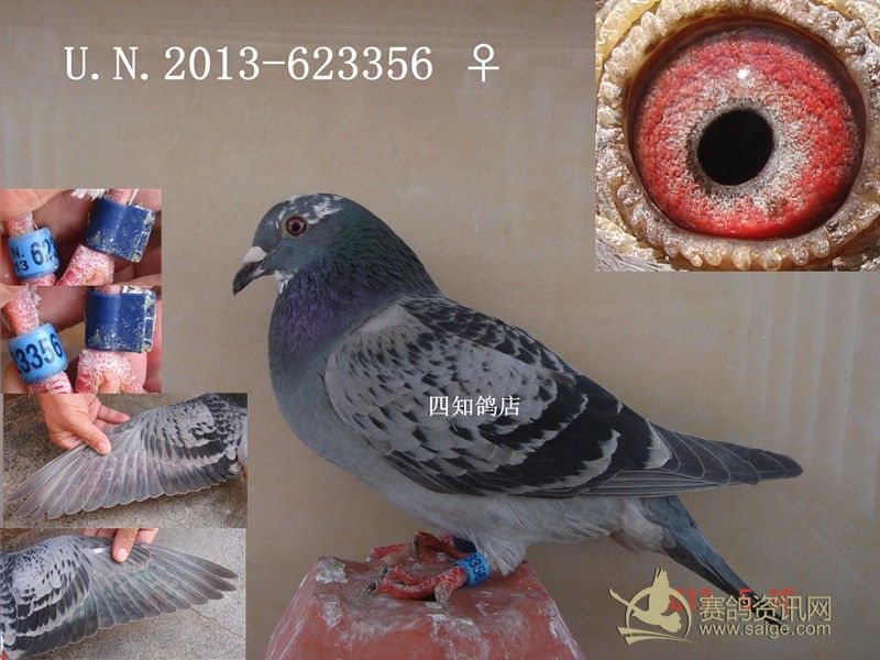 13春北海台鸽007_赛鸽资讯网商城