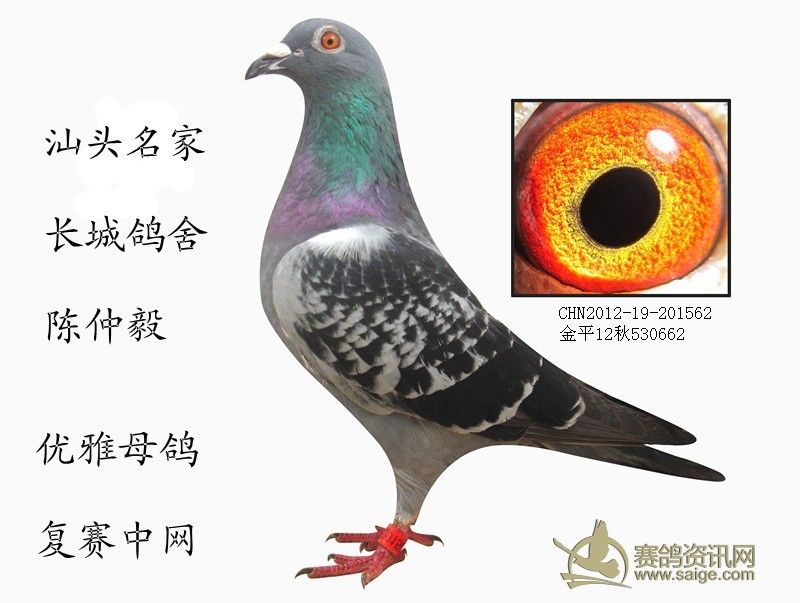 长城鸽舍 已经出售 多谢关注_赛鸽资讯网商城