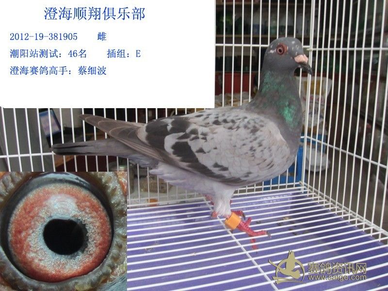 13春澄海顺翔后门站 赛鸽高手万宝路鸽舍(已售