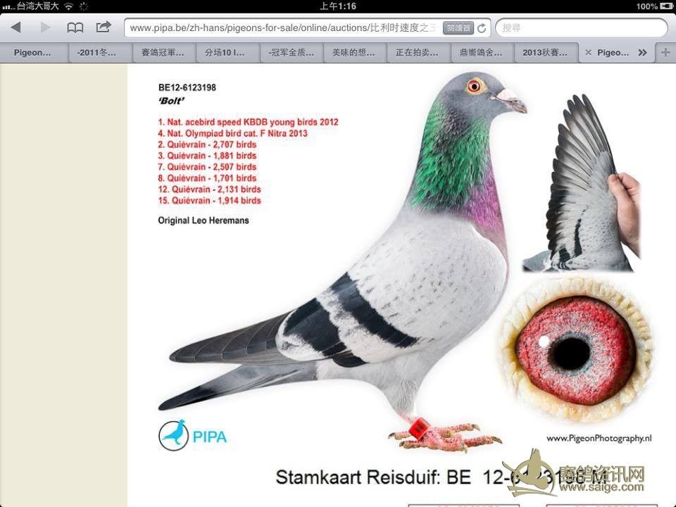 20年5月21日 下午7:31比利时赛鸽拍卖,一只叫闪电的鸽子卖了三