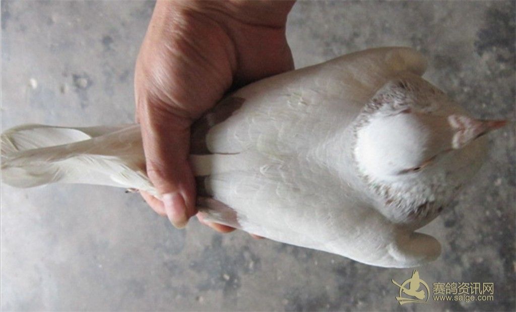 银狐詹森海霸王已售
