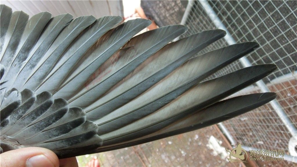 (红草)深圳市信鸽协1000公里赛鸽-深圳强豪-彭崇德代课化学大连寒假教师v信鸽初中图片