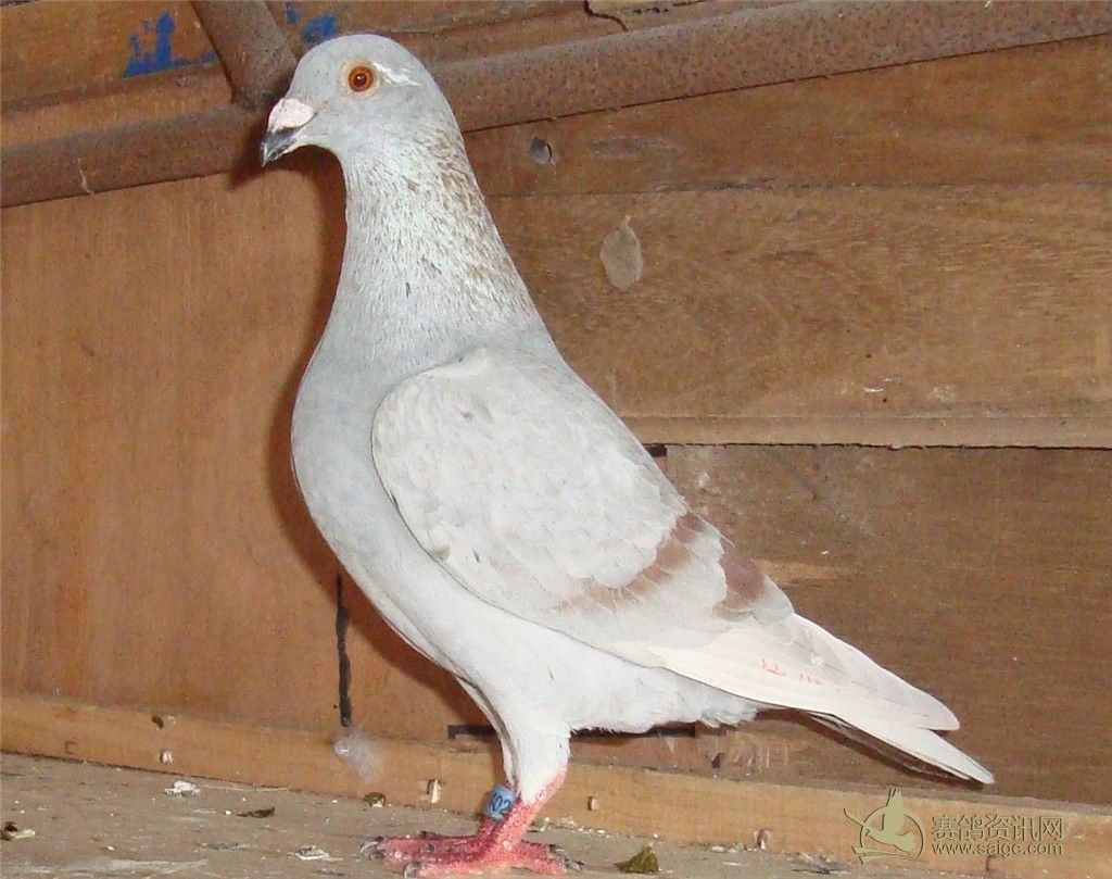 澄海会13春幼红公_赛鸽资讯网商城