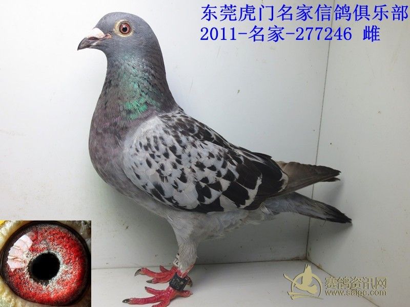 东莞虎门名家信鸽俱乐部