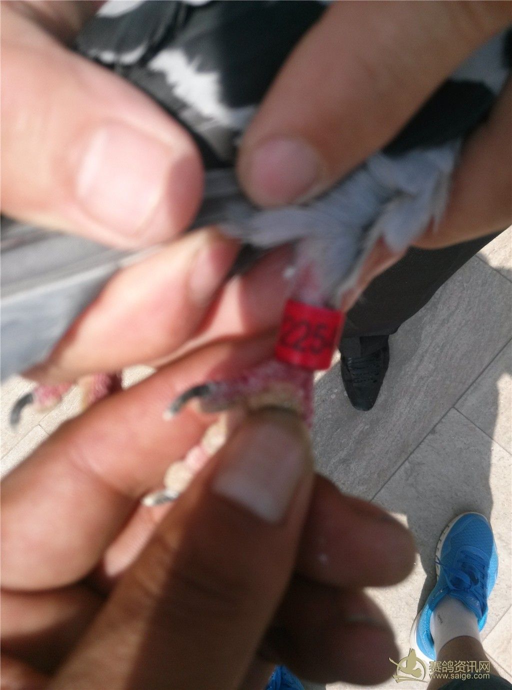 㻷