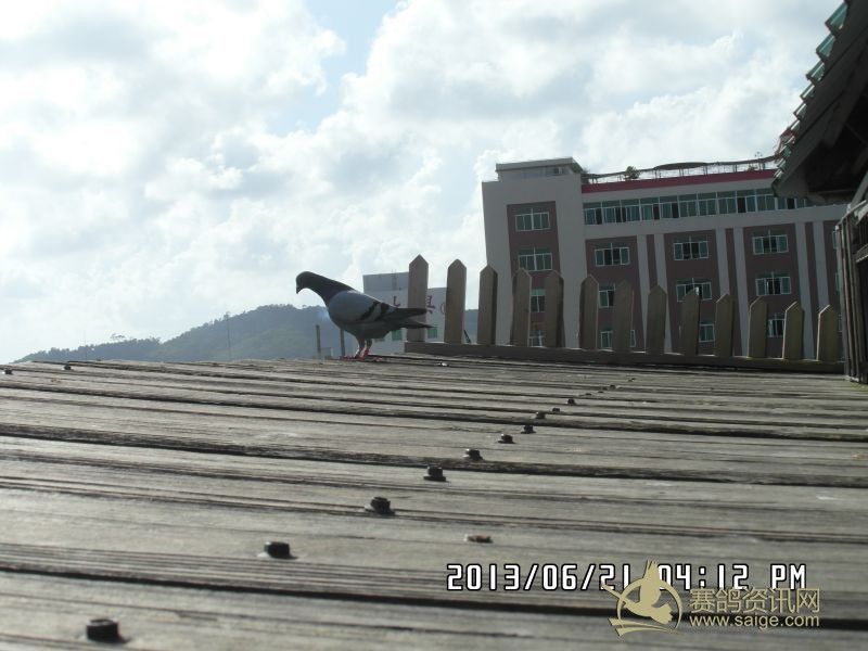 樟林古港信鸽协会2013夏季惠安站百日幼鸽赛