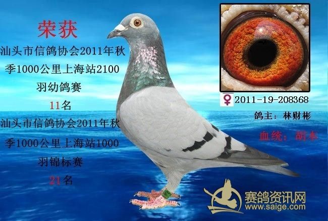2011年汕头市信鸽协会1000公里成绩鸽!2100羽11名[已售四川成都】