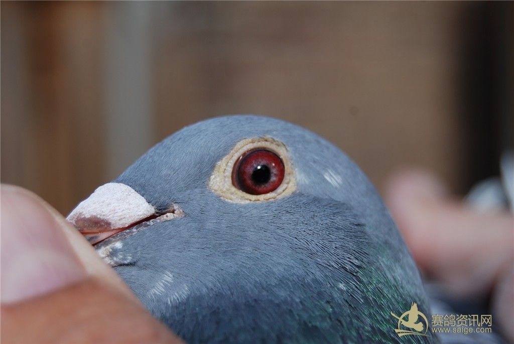 利奥.贺尔曼斯 Leo Heremans 血统 奥林匹克拉司维加斯直子 黄金种鸽 NL 11 - 1724 034 M 雄 利奥.贺尔曼斯 Leo Heremans 血统 奥林匹克拉司维加斯直子 黄金种鸽 NL 11 - 1724 034 M 雄