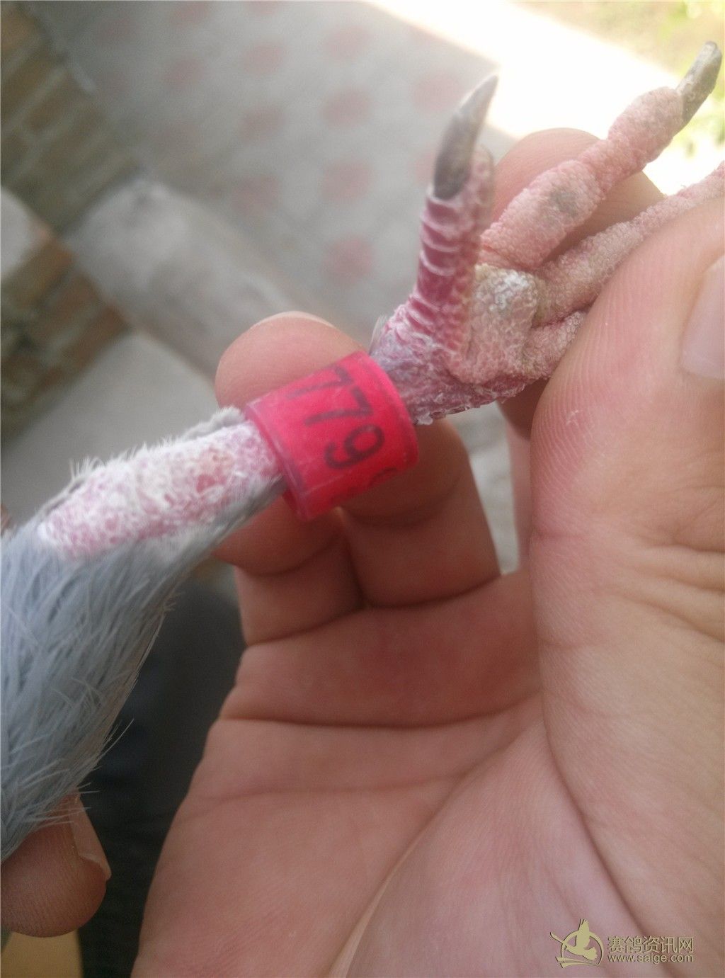 ڰ㻷