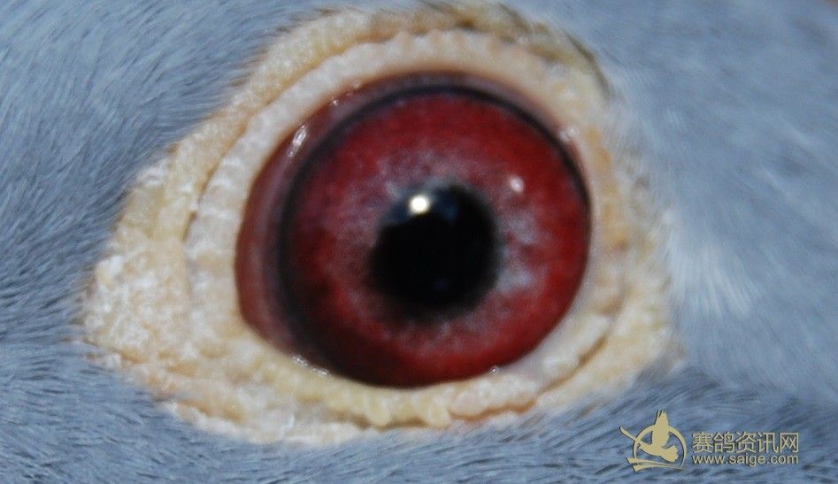 利奥.贺尔曼斯 Leo Heremans 血统 奥林匹克拉司维加斯直子 黄金种鸽 NL 11 - 1724 034 M 雄 利奥.贺尔曼斯 Leo Heremans 血统 奥林匹克拉司维加斯直子 黄金种鸽 NL 11 - 1724 034 M 雄