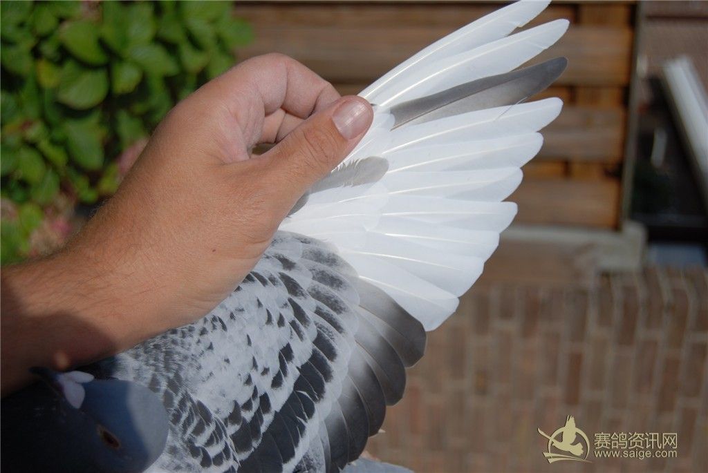 利奥.贺尔曼斯 Leo Heremans 血统 奥林匹克拉司维加斯直子 黄金种鸽 NL 11 - 1724 034 M 雄 利奥.贺尔曼斯 Leo Heremans 血统 奥林匹克拉司维加斯直子 黄金种鸽 NL 11 - 1724 034 M 雄