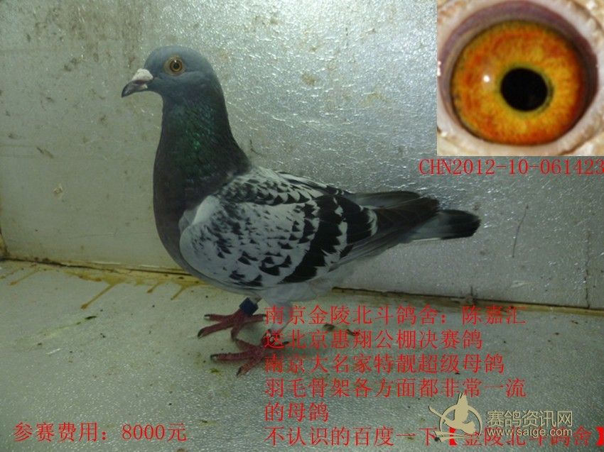南京大名家【金陵北斗鸽舍】已售