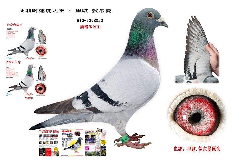 ���Ƹ����������ŷ•�ض���ԭ��