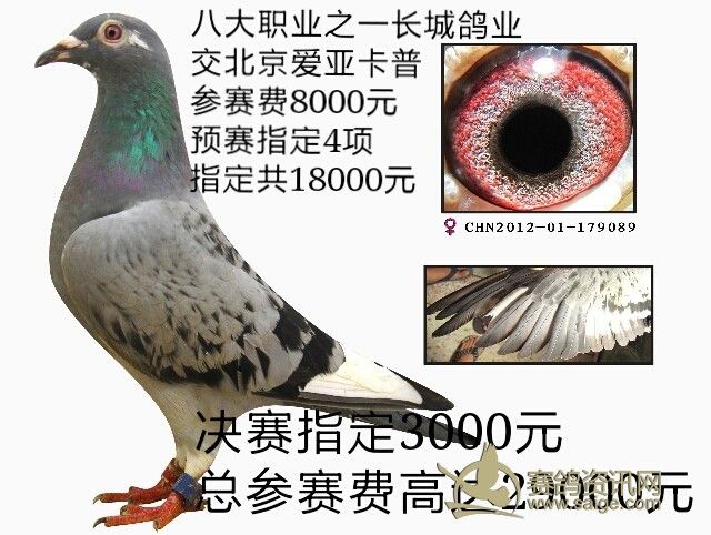 中国长城鸽业交北京爱亚卡普极品种鸽总参赛费高达两万九千元3000元已