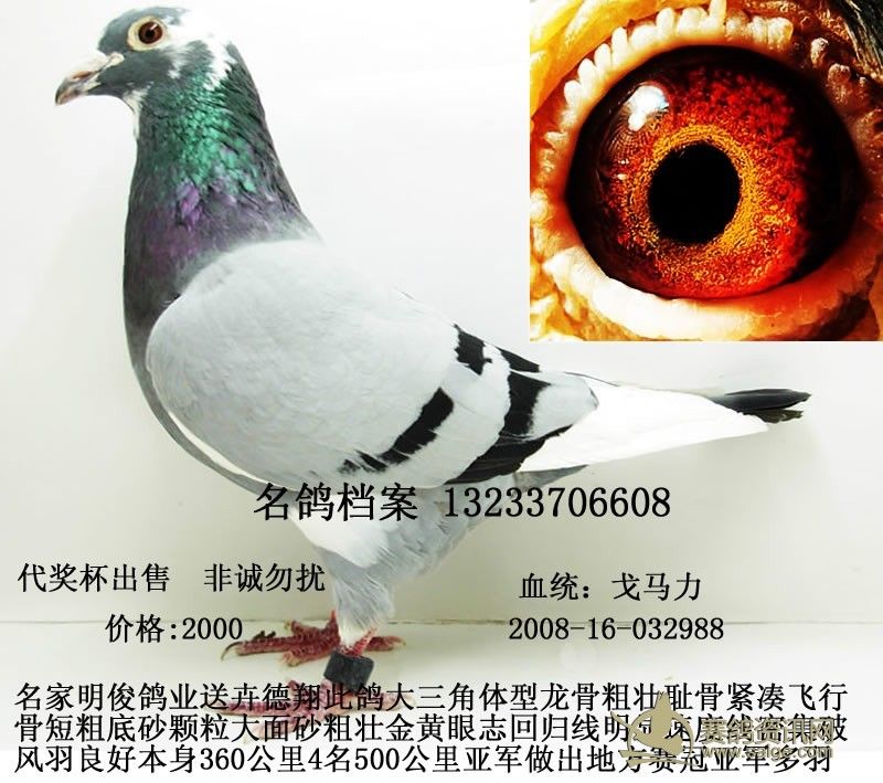 <em>名鸽</em>档案新到胡本送惠翔_赛鸽资讯网商城