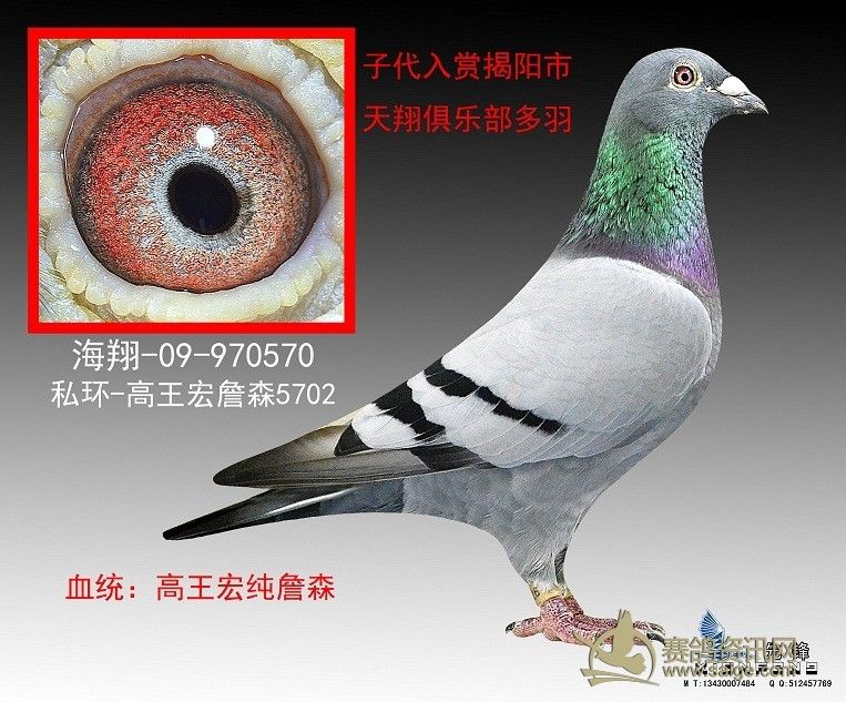 ... 信鸽图片图片展示_纯詹森 信鸽图片相关图片下载